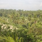 bali_view